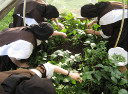 Picking the last of the green beans