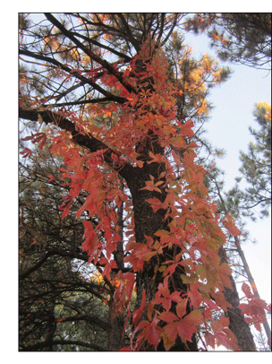 Fall colors at Carmel