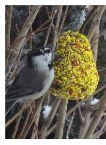 Mountain Chickadee