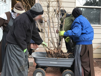 Moving our lilac bush