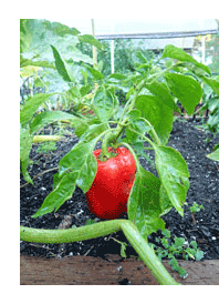 One of our four bell peppers