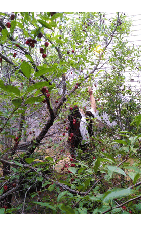 Sister picking plums