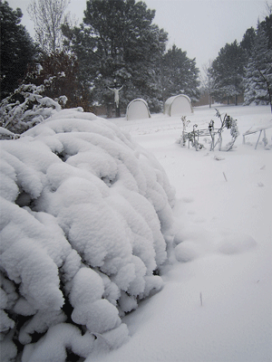 November Snow Storm