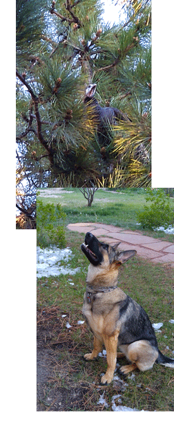 Zelie waits for the turkey to come down from out of the tree