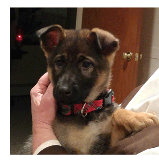Zelie, our german shepherd puppy